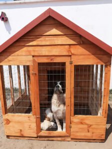 d-kennel